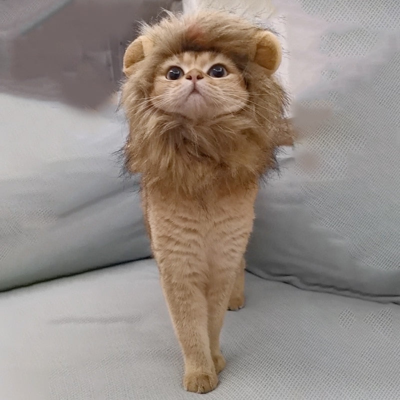 Lion Cat